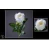 FLEUR ROSE SUR TIGE H66CM les 24P