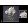 FLEUR LYS DES INCAS H72CM les 12P