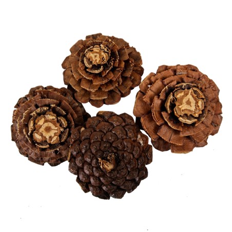 MARITIMA SEC ROSE les 10P