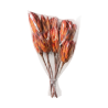 FL.PROTEA REPENS ROUGE sac 10P