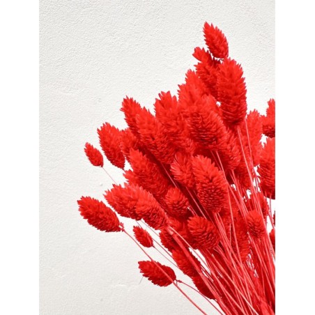 PHALARIS SECHE COULEUR SAC 150GR
