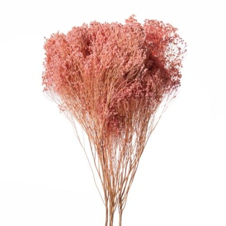 BROOM BLOOM COULEUR 100GR