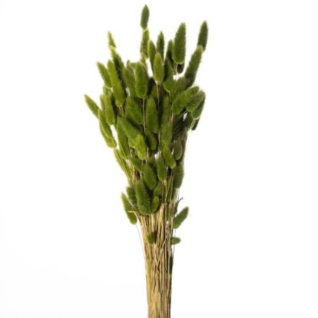 LAGURUS SECHE COULEUR 100GR