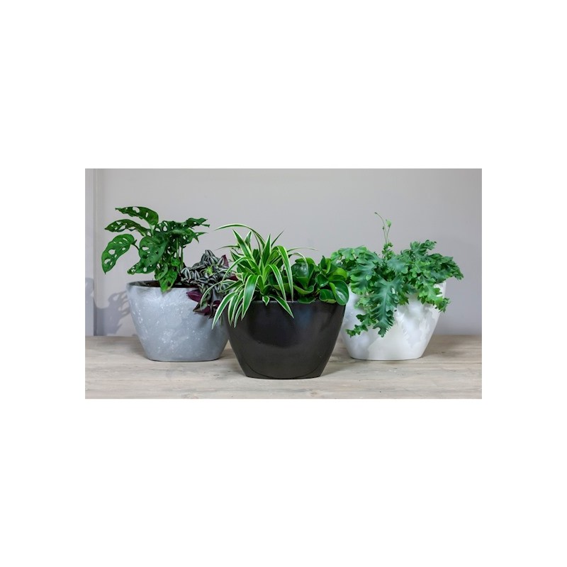 JARDINIERE ORCHIDEE  012cm /2P