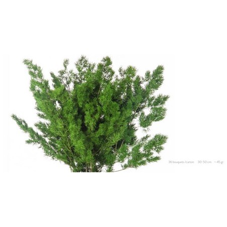 VERDISSIMO-MING FERN VERDE les 6P