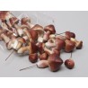 CHAMPIGNON TAILLE ASSORTIE boite de  24P