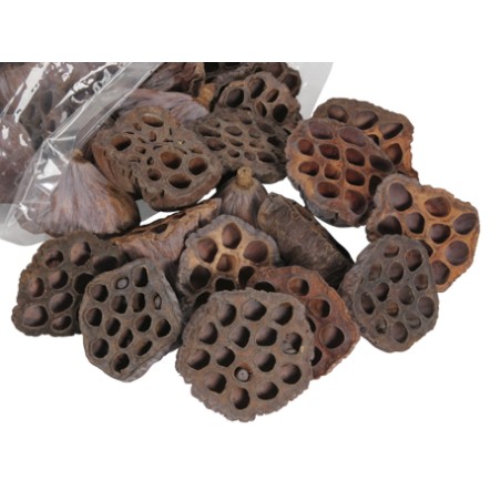 LOTUS médium 6-8CM / 50 PIECES