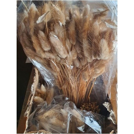 LAGURUS SECHE NATUREL 100gr