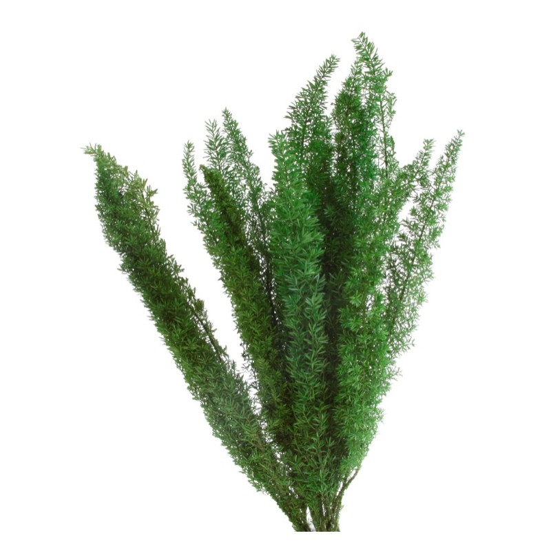 VERDISSIMO-FOXTAIL VERDE 30/40