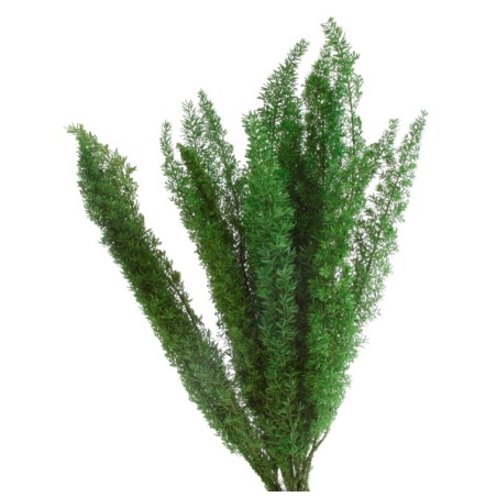 VERDISSIMO-FOXTAIL VERDE 30/40
