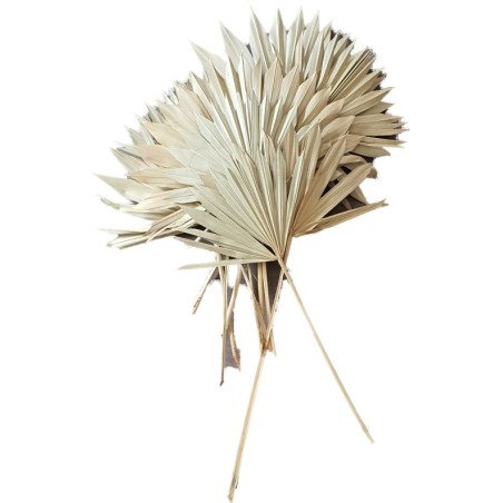 SUN SPEAR NATUREL MM 2538N000 les 10P