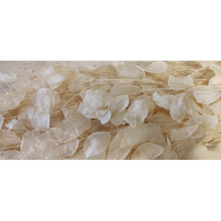 SEC FLEUR LUNARIA  BLANC les 10P