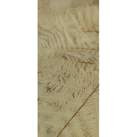 FEUILLE DE FOUGERE BLANCHIE SAC 10P