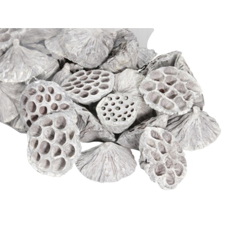 LOTUS BLANC médium 5-7CM les 50P