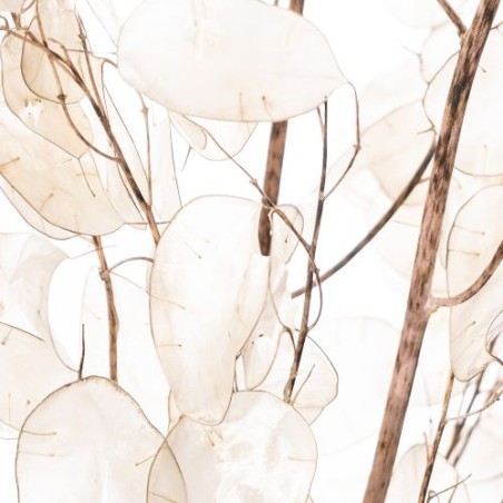 SEC FLEUR LUNARIA NATUREL les 10P