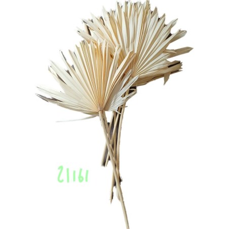 SUN SPEAR BLANC MM 2538P001 les 6P