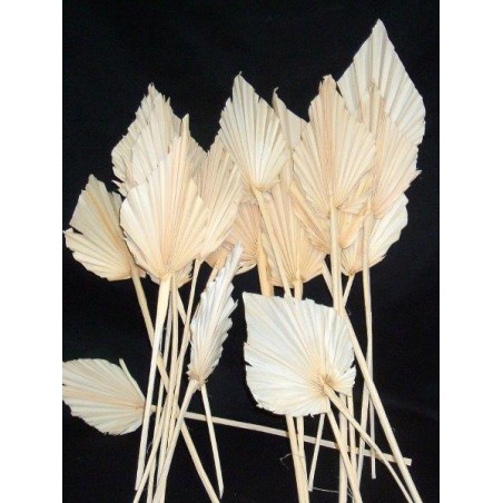 PALM SPEAR BLANC MM 2490P001 les 10P
