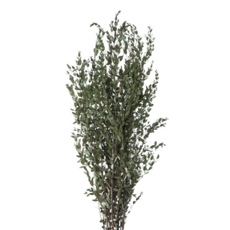 VERDISSIMO-PARVIFOLIA VERT 40/80