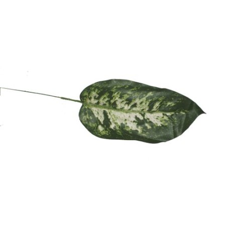 FEUILLE DE DIEFFENBACHIA H36CM les 12P