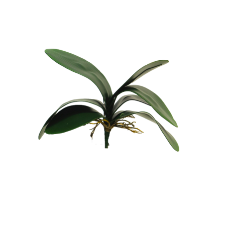 FEUILLE PHALAENOPSIS 29CM à la pièce