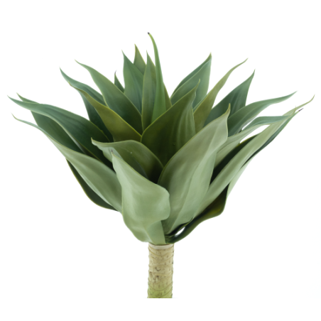 PLANTE AGAVE VERTE 52CM /1P