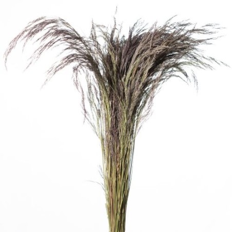 HERBE CRISTINA NATUREL ROSE 150GR