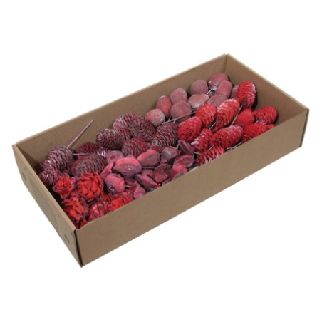 FRUIT SEC LEUCODENDRON ROUGE boite de 100P