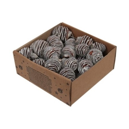 PLATYSPERMUM BLANCHI Boite 25P