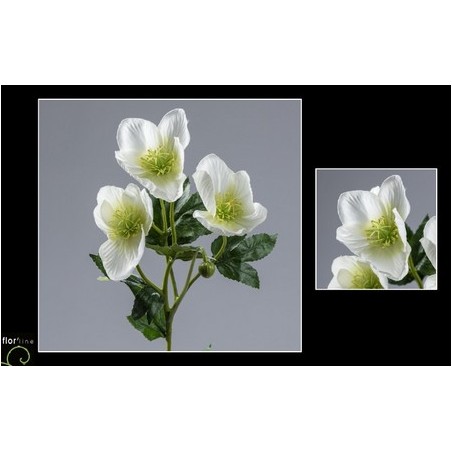 BOUQUET HELEBORE 4 fleurs H62CM les 12P