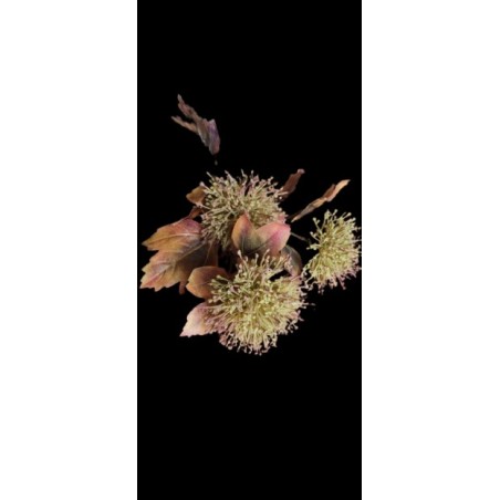 FLEURS VIBURNUM 3 fleurs H80CM les 12P