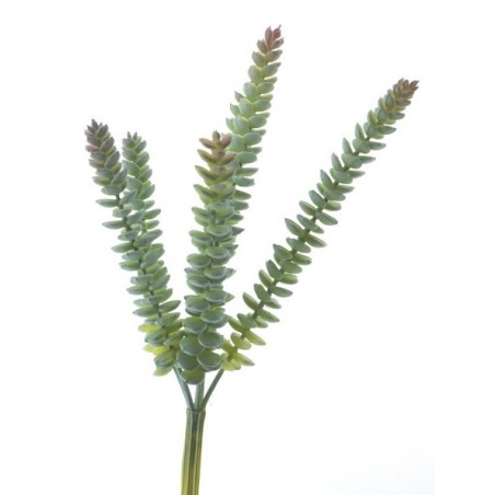 CRASULA VERT 28CM à la pièce