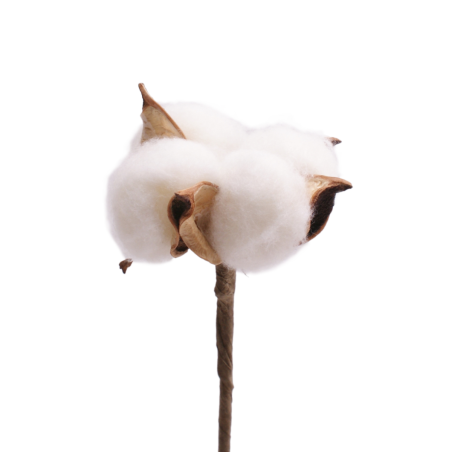 PIQUE BRANCHE DE COTON 4CM H50CM les 25P