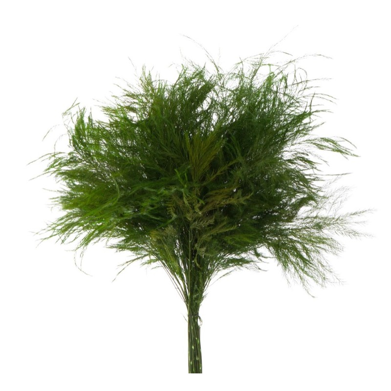 VERDISSIMO-TIKI "Asparagus virgatus" les 60g