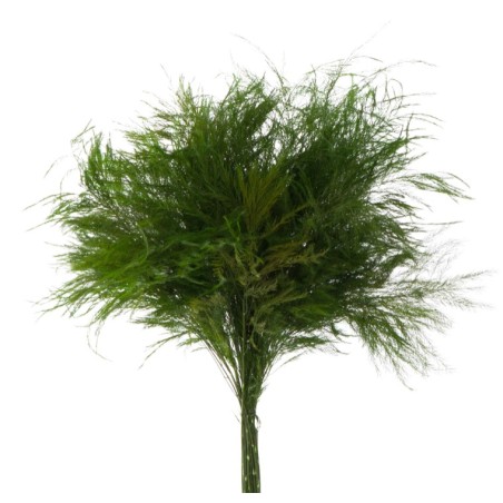 VERDISSIMO-TIKI "Asparagus virgatus" les 60g
