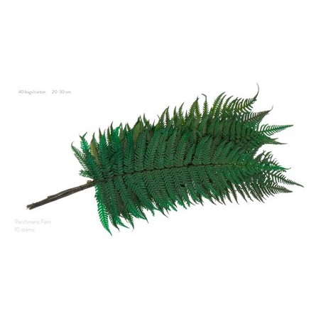 VERDISSIMO-FOUGERE PARCHEMIN VERT les 10P