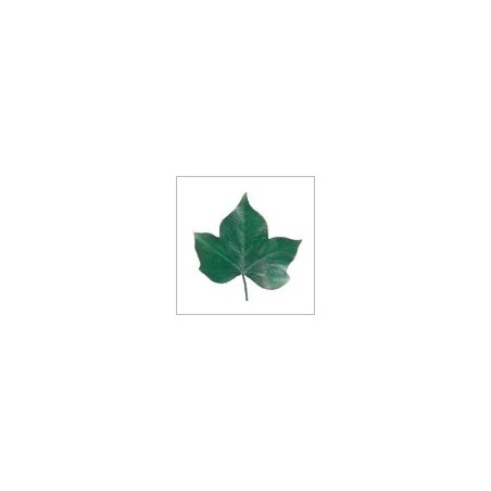 VERDISSIMO-HEDERA FEUILLE VERTE