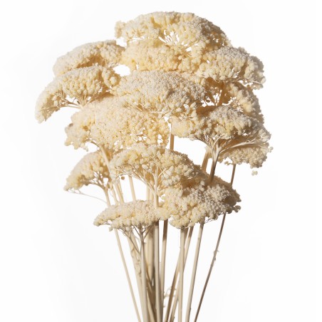 ACHILLEA SACHET 120GR