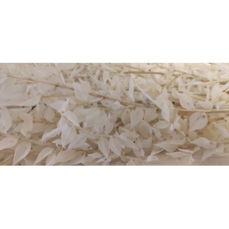 BRANCHE RUSCUS SAC 150GR
