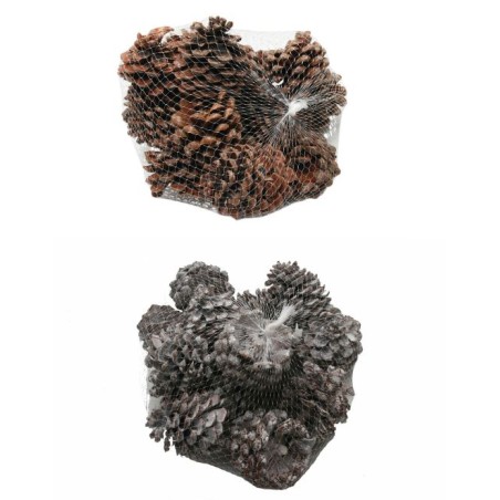 POMME DE PIN "PINUS PINEA" les 15P