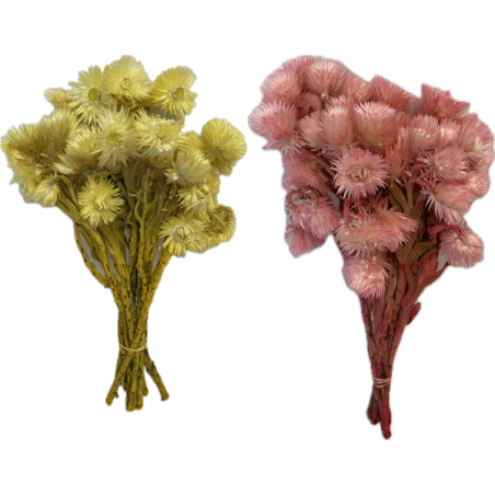 FLEUR CAPBLUMEN SECHE COULEUR le sachet