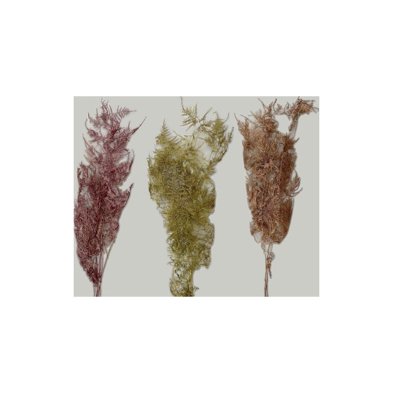 ASPARAGUS PAILLETÉ SECHE COULEURS le sachet 4/5 branches
