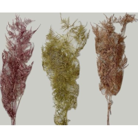 ASPARAGUS PAILLETÉ SECHE COULEURS le sachet 4/5 branches