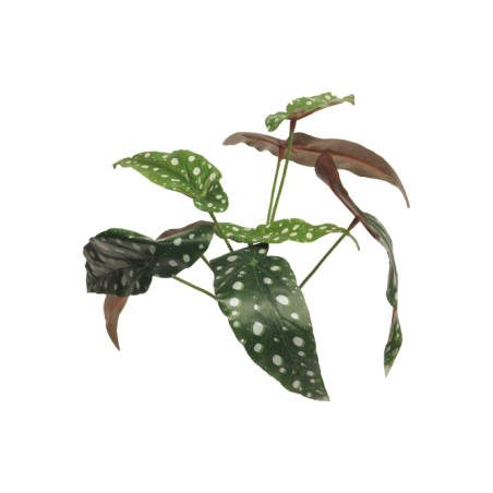 FEUILLE DE BEGONIA POLKADOT VERTE 33CM /1P