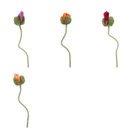 FLEUR POPPY ISLE H69CM piece