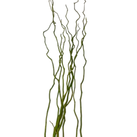BRANCHE "KUWA" 120-180CM /6P