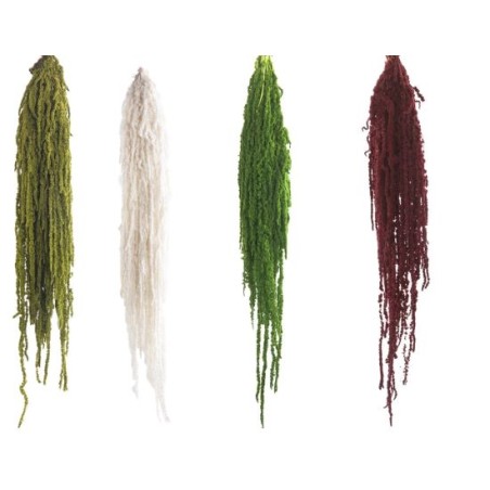 VERDISSIMO-AMARANTHUS 40/70CM