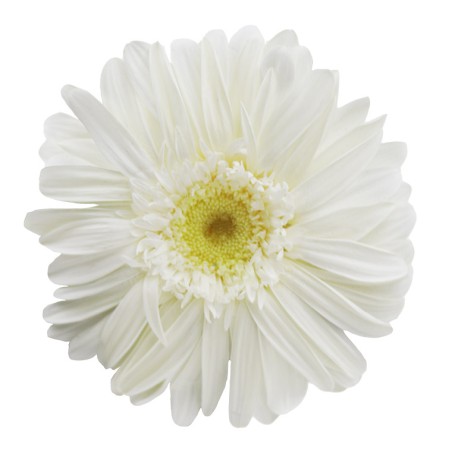 VERDISSIMO-GERBERA BOITE DE 4P