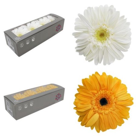 VERDISSIMO-GERBERA BOITE 12P