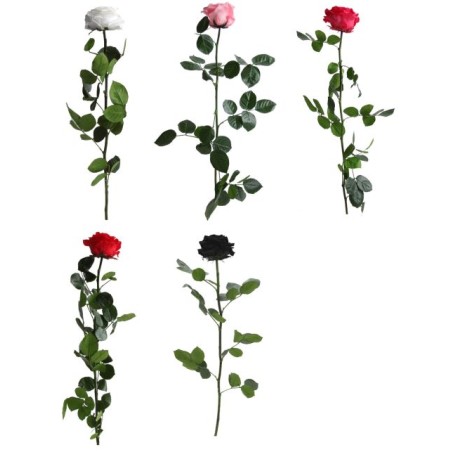 VERDISSIMO-ROSE AMOROSA PREMIUM /1P