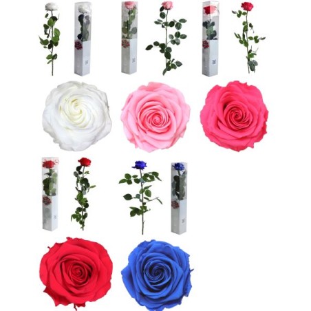 VERDISSIMO-ROSE AMOROSA PREMIUM EMBALLE /1P